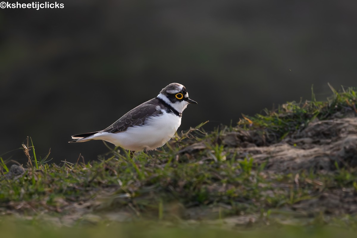 Little Ringed Plover - ML644983330