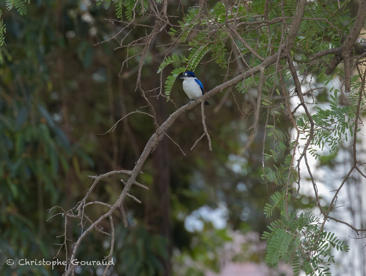 Forest Kingfisher - ML644983331