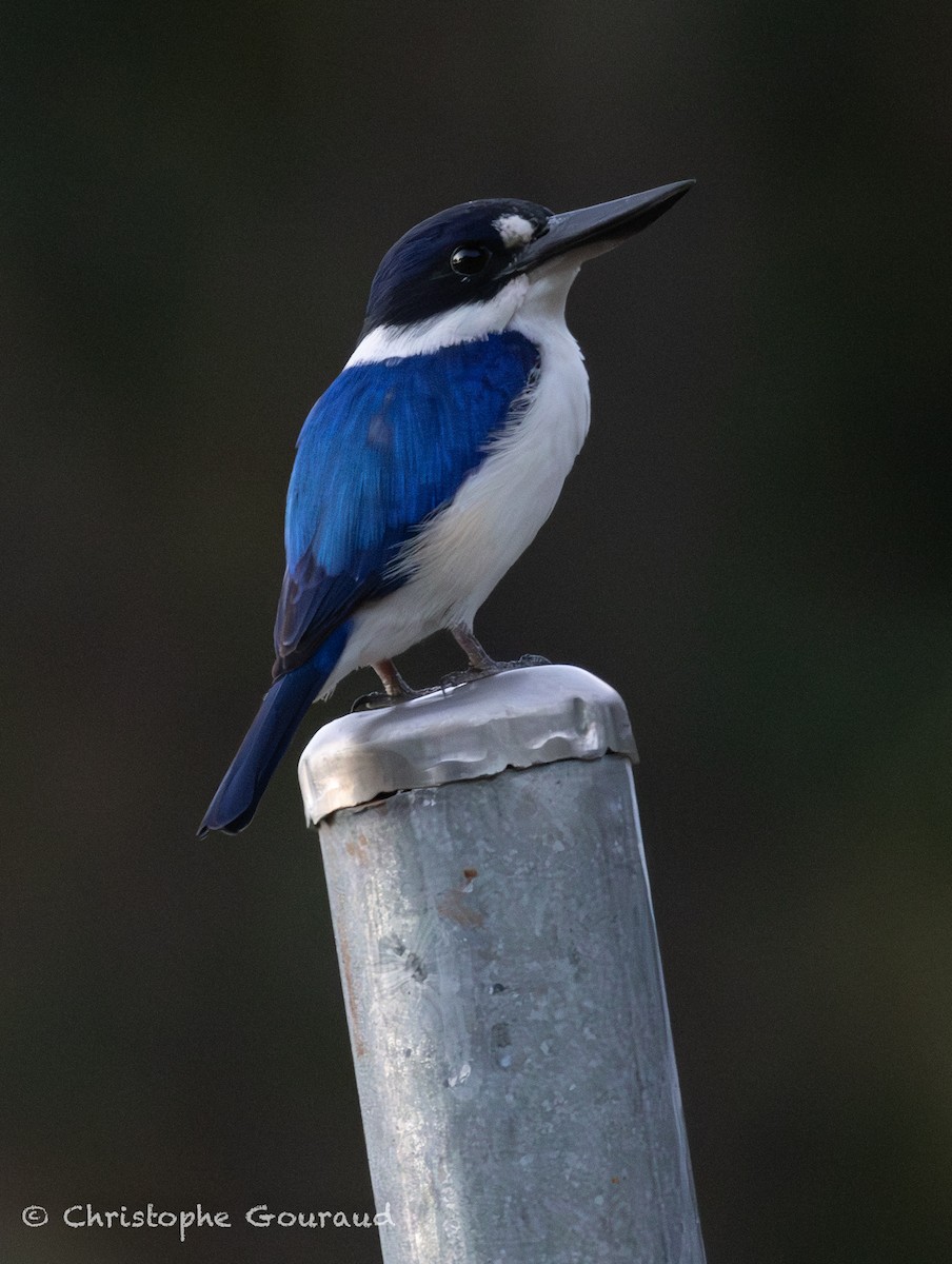 Forest Kingfisher - ML644983332