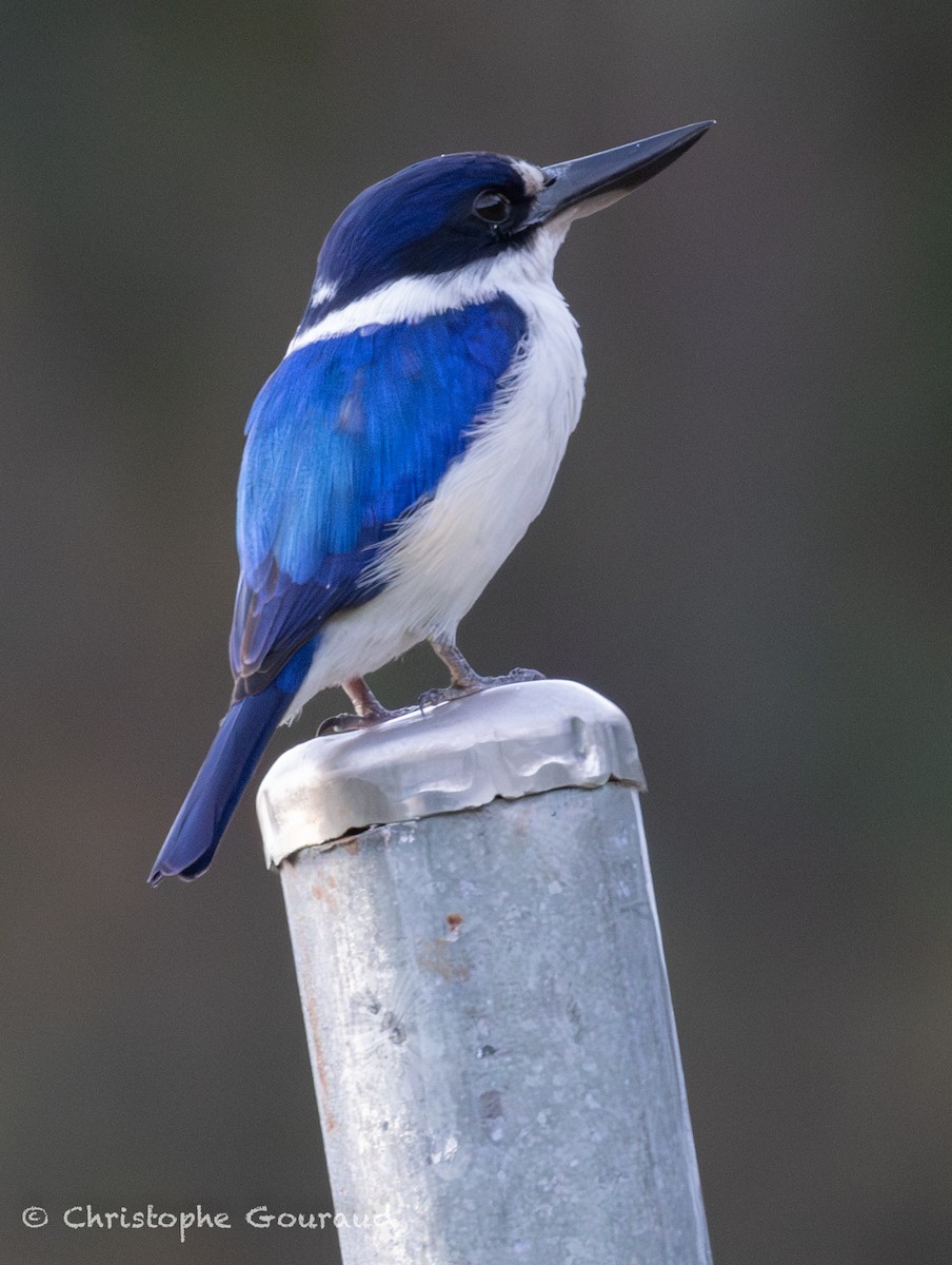 Forest Kingfisher - ML644983333