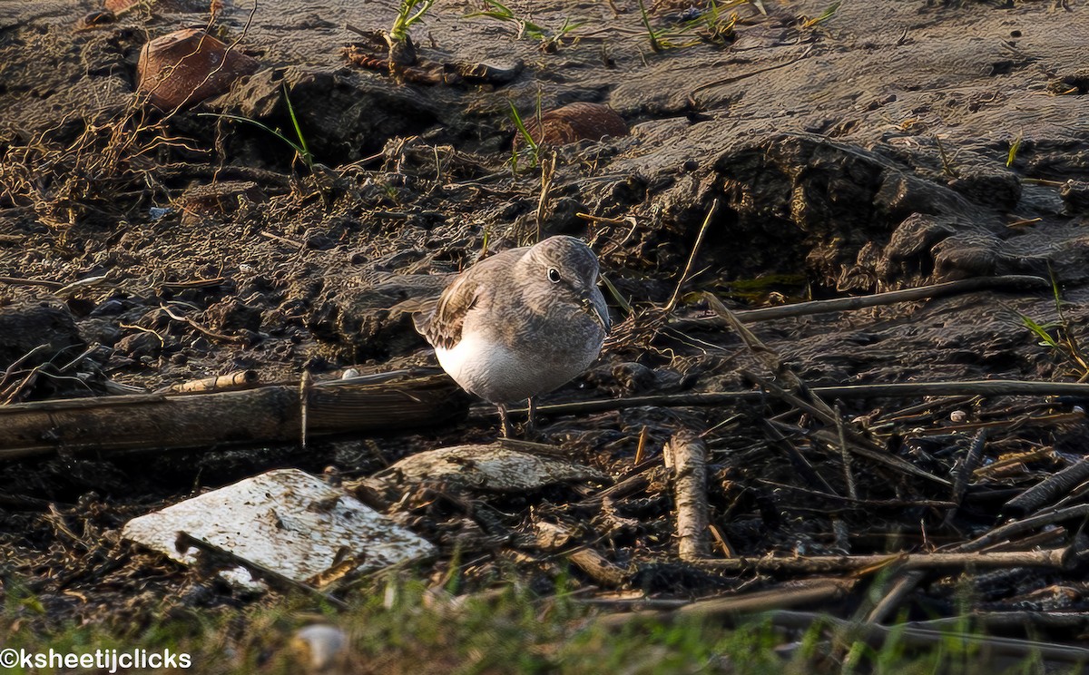 Temminck's Stint - ML644983338