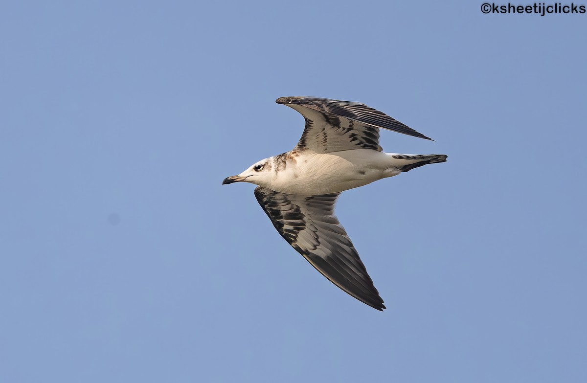 Pallas's Gull - ML644983339