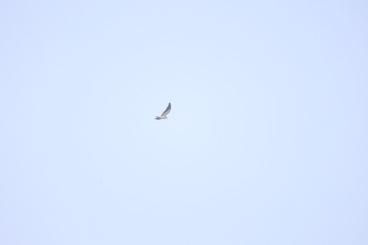 Black-winged Kite - ML644983370
