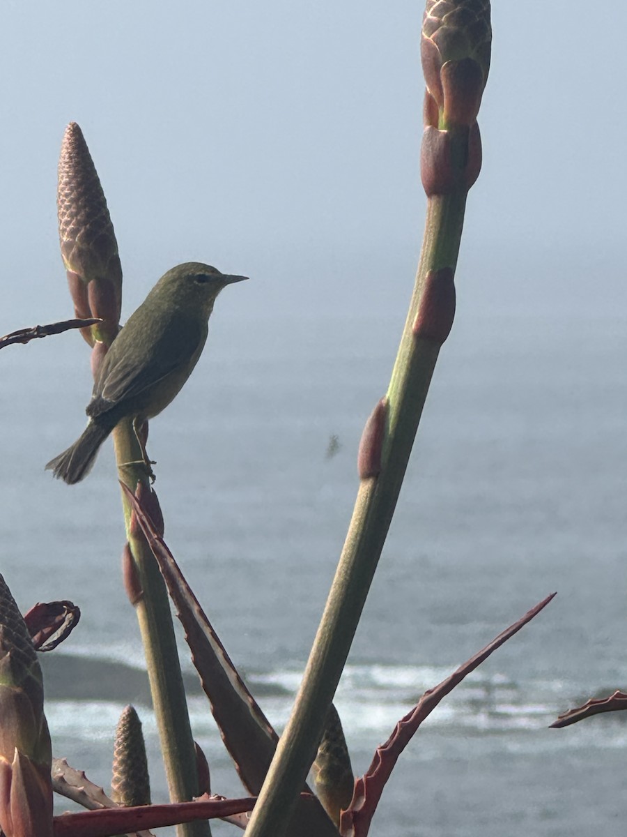 Orange-crowned Warbler - ML644983377