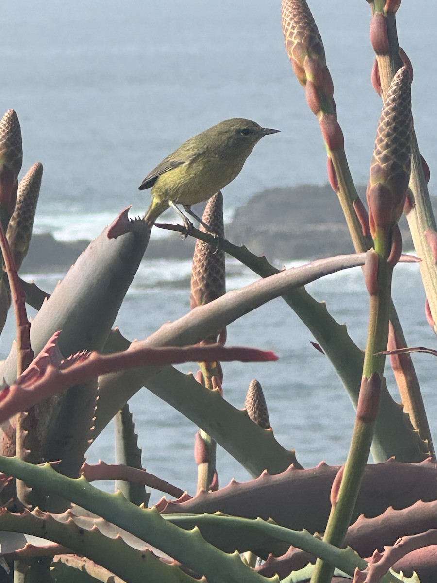 Orange-crowned Warbler - ML644983378