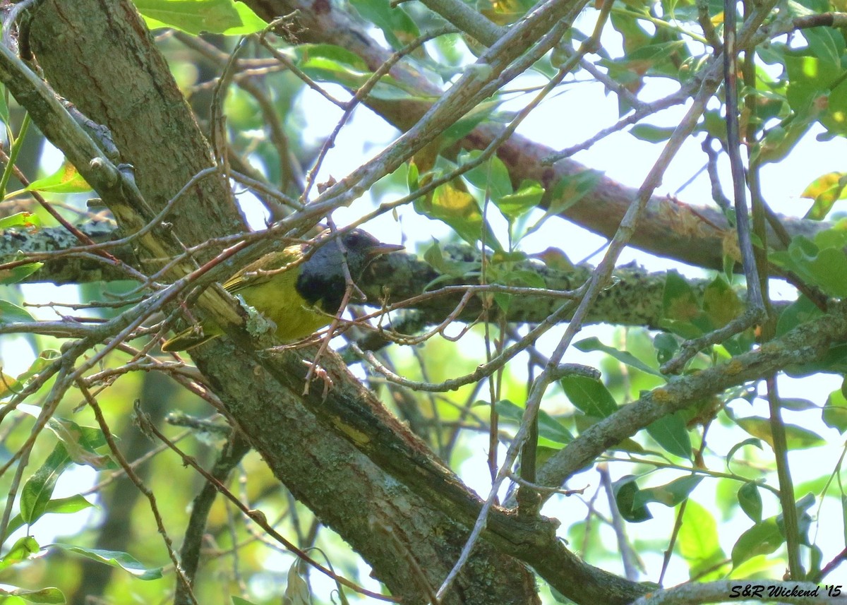 Mourning Warbler - ML644983383
