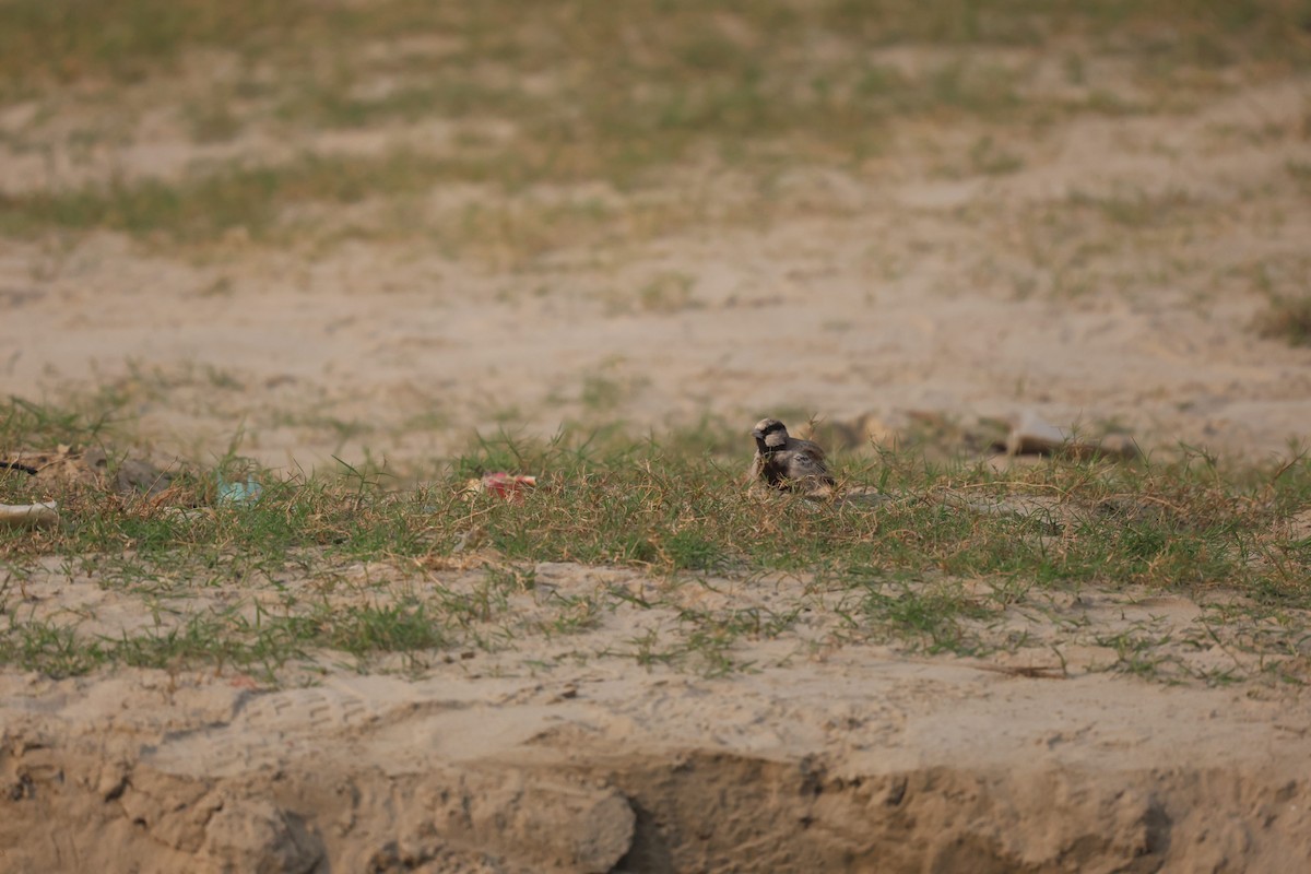Ashy-crowned Sparrow-Lark - ML644983415