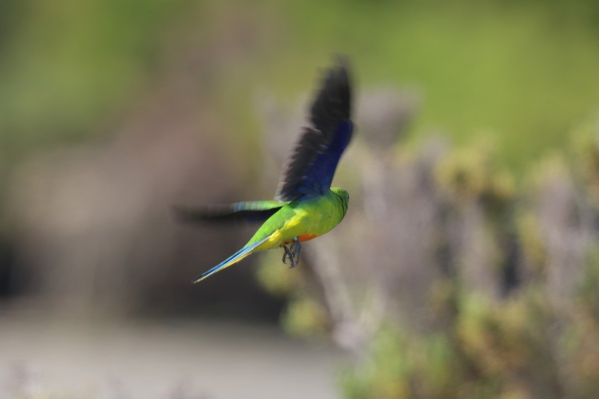 Orange-bellied Parrot - ML644983432