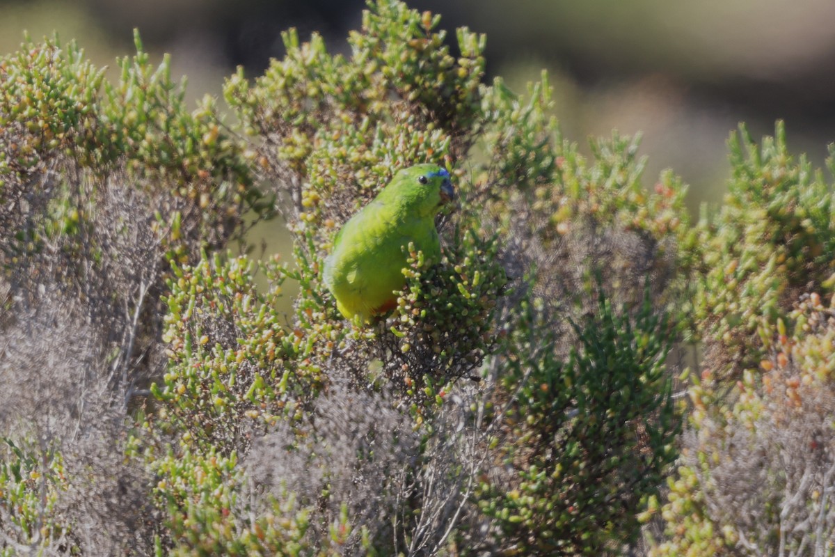 Orange-bellied Parrot - ML644983433