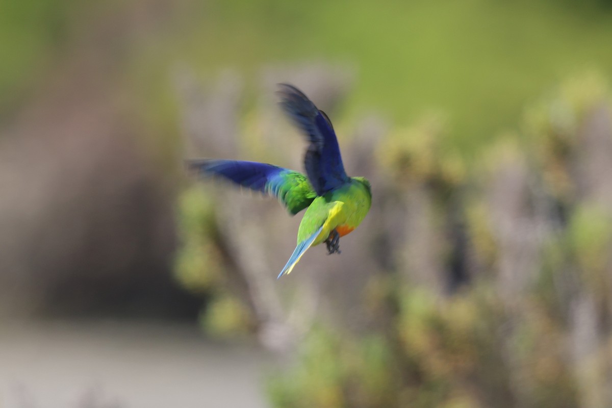 Orange-bellied Parrot - ML644983434