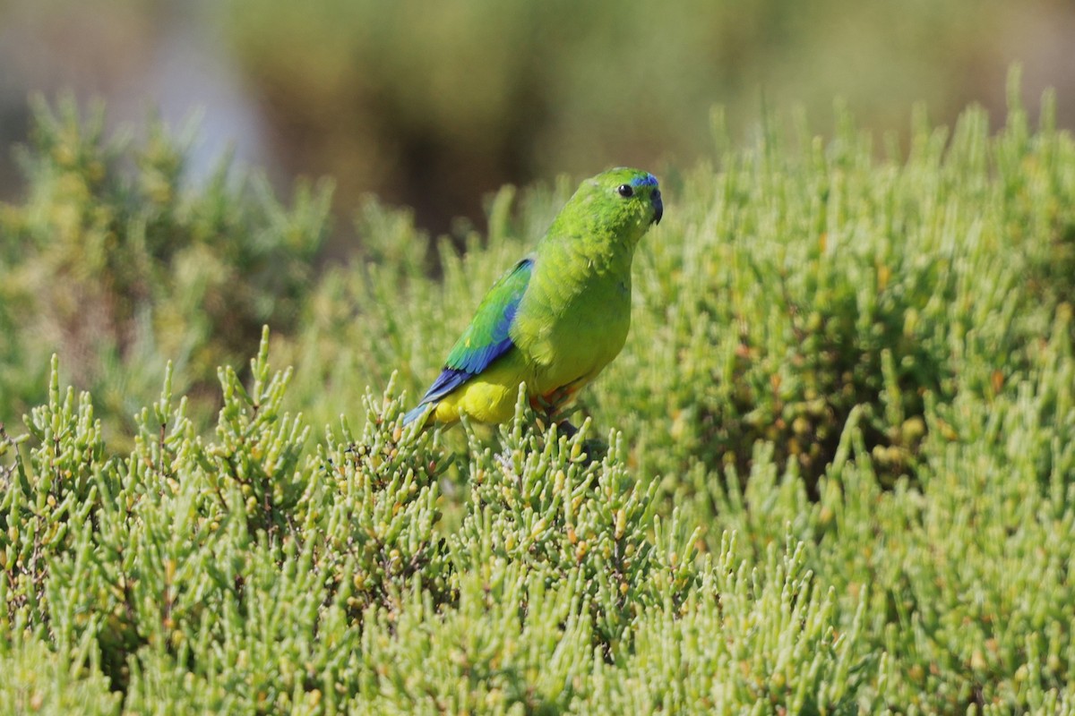 Orange-bellied Parrot - ML644983435