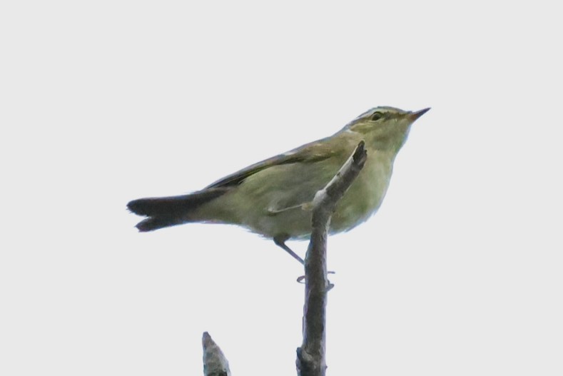 Arctic Warbler - ML644983436
