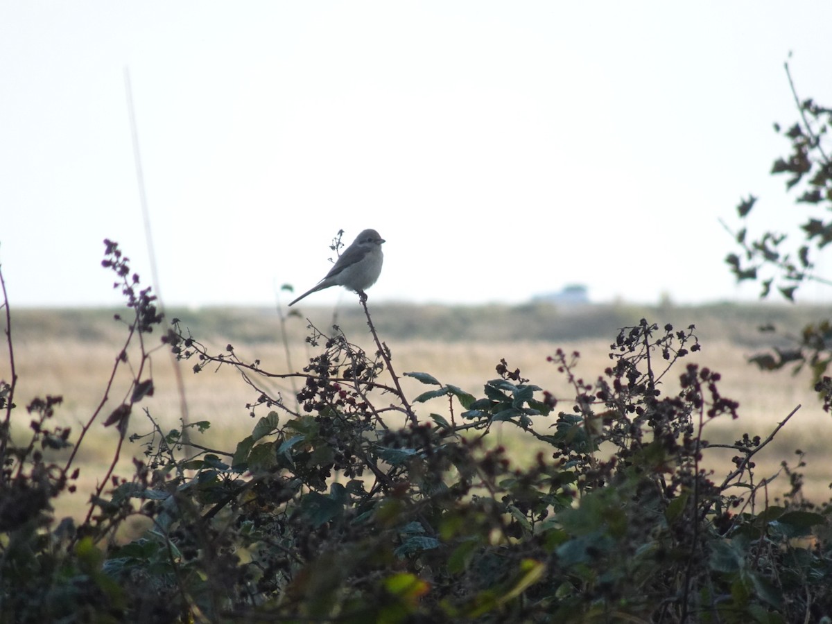 Isabelline Shrike - ML644983451