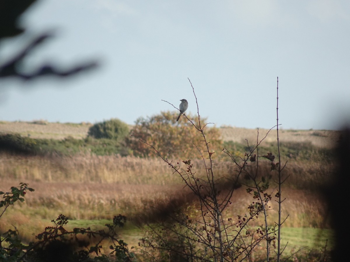 Isabelline Shrike - ML644983452