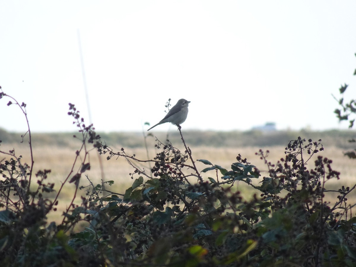 Isabelline Shrike - ML644983453