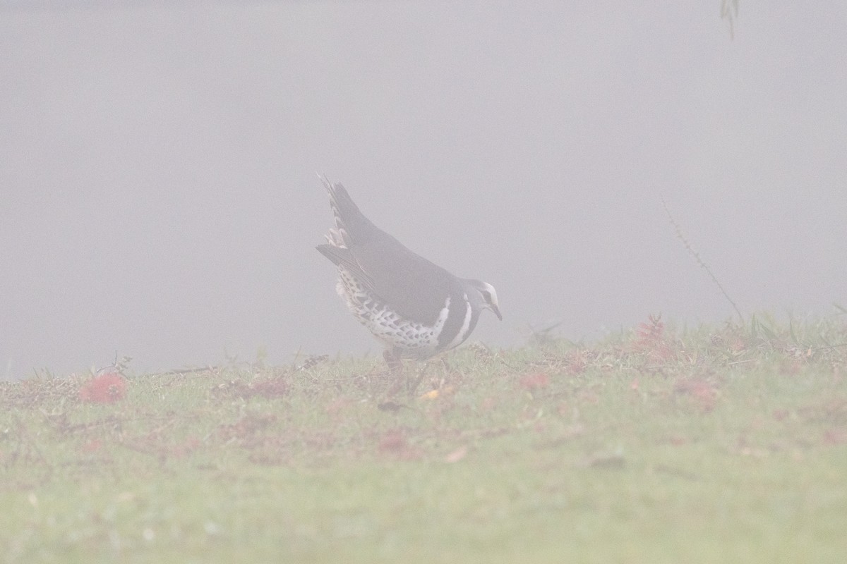 Вонга - ML644983458