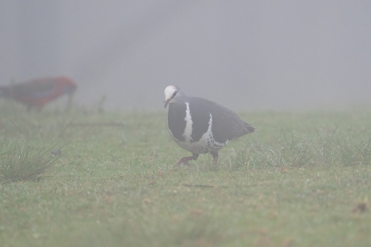 Вонга - ML644983464