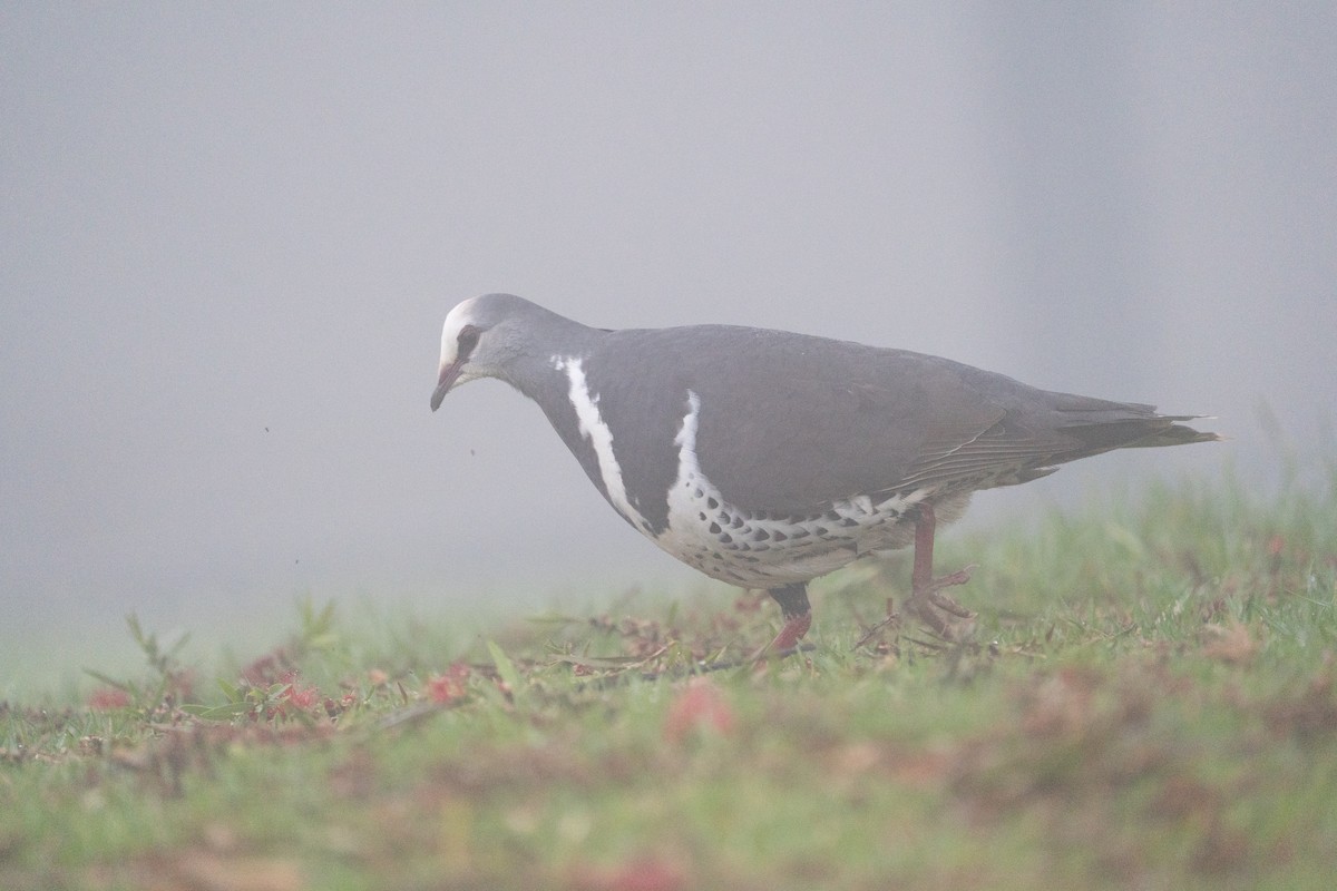 Вонга - ML644983465