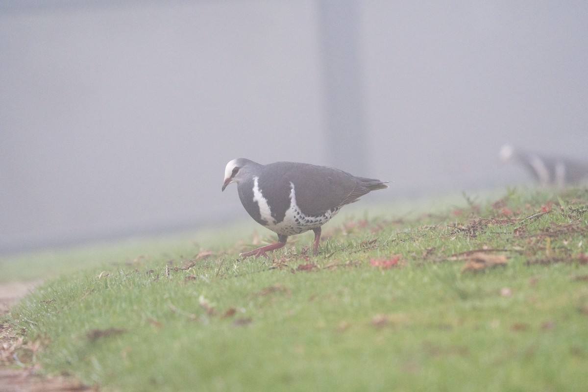 Вонга - ML644983466