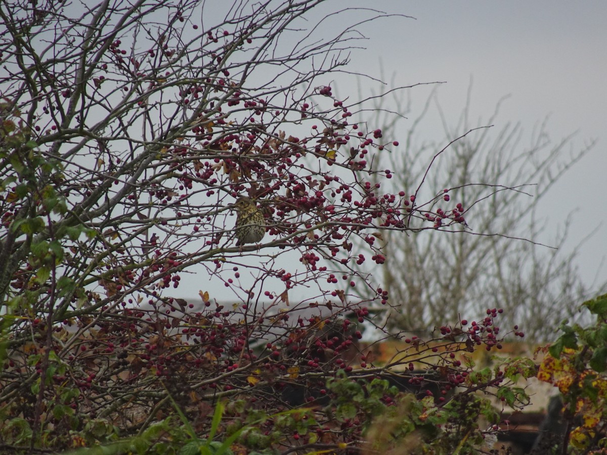 Song Thrush - ML644983468