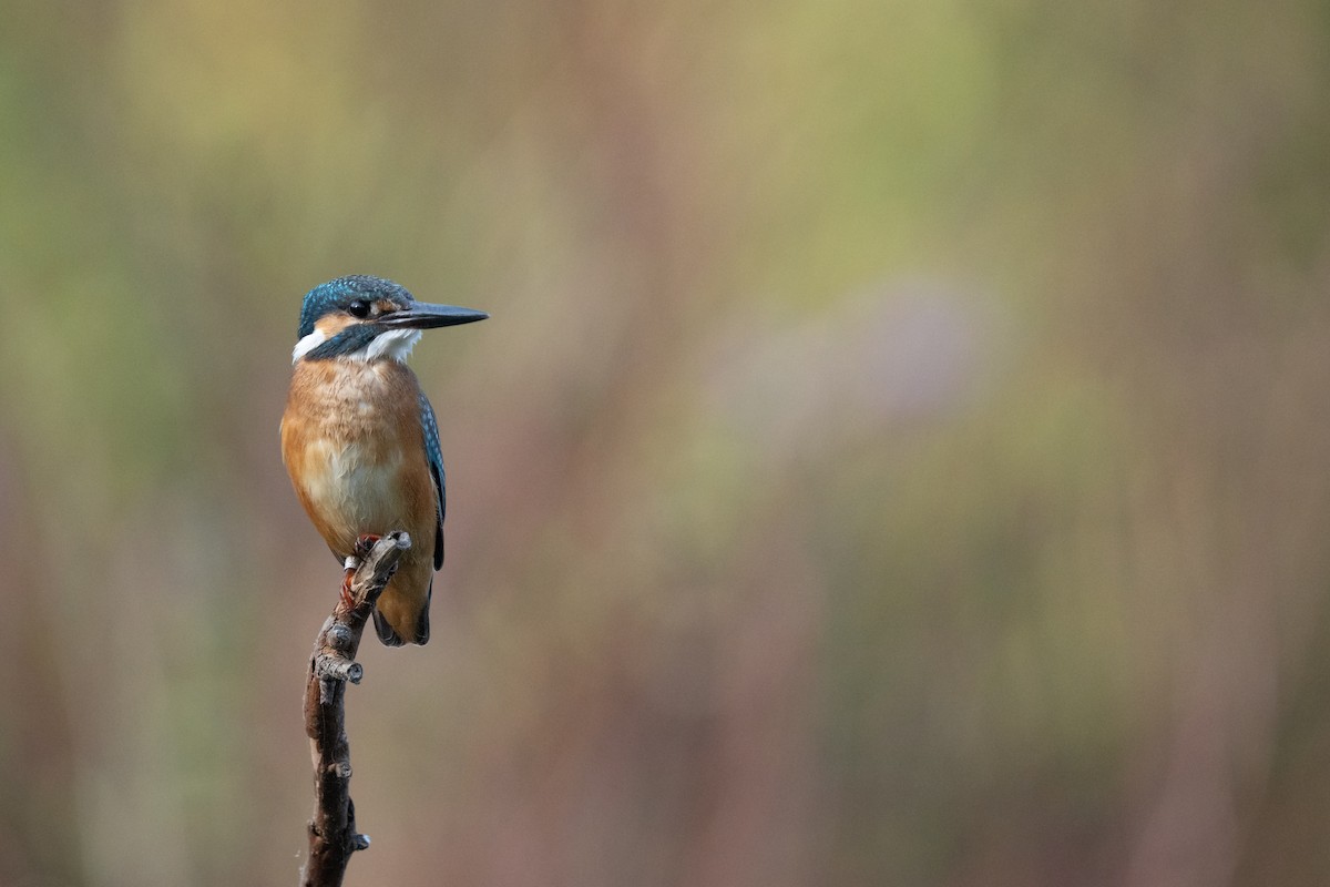 Common Kingfisher - ML644983471