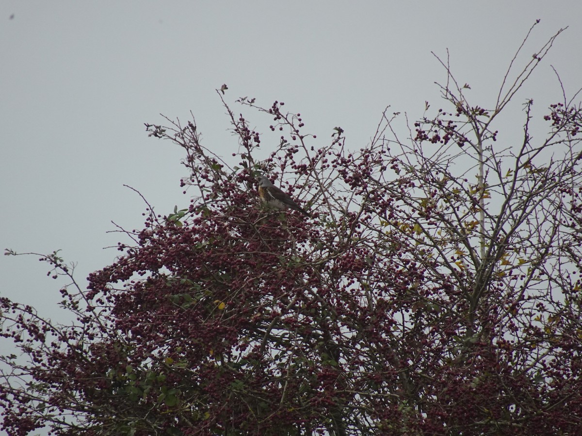 Fieldfare - ML644983472