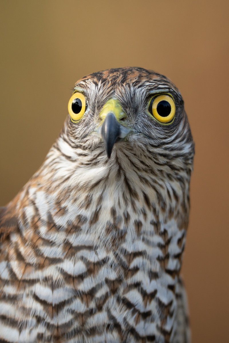 Eurasian Sparrowhawk - ML644983474