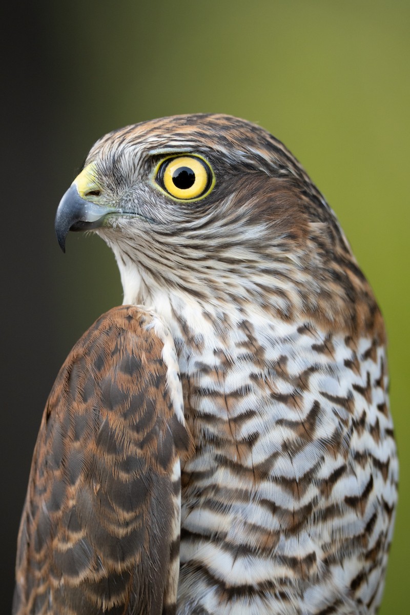 Eurasian Sparrowhawk - ML644983475