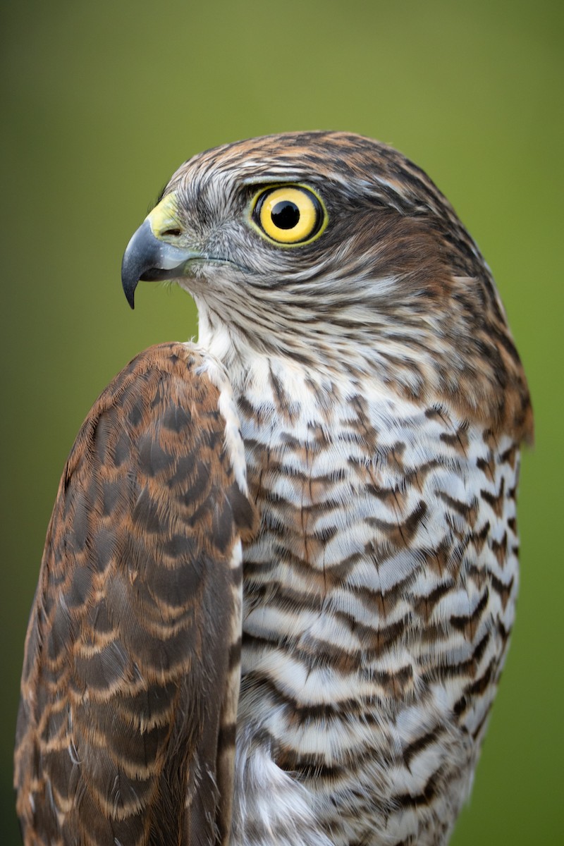 Eurasian Sparrowhawk - ML644983476