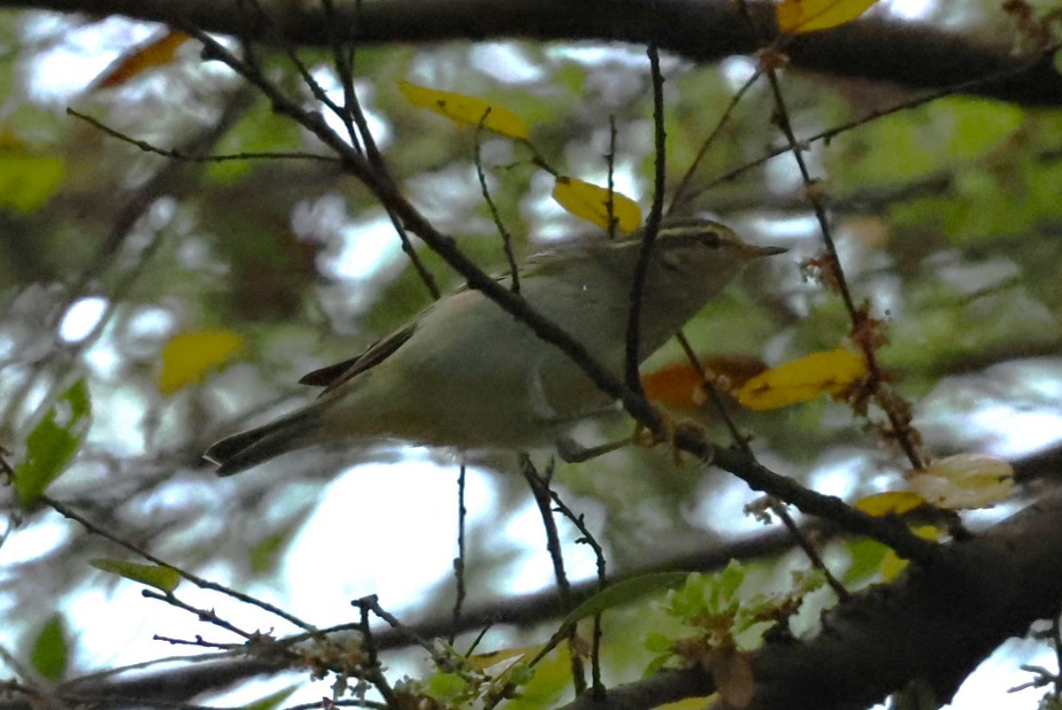 Yellow-browed Warbler - ML644983505