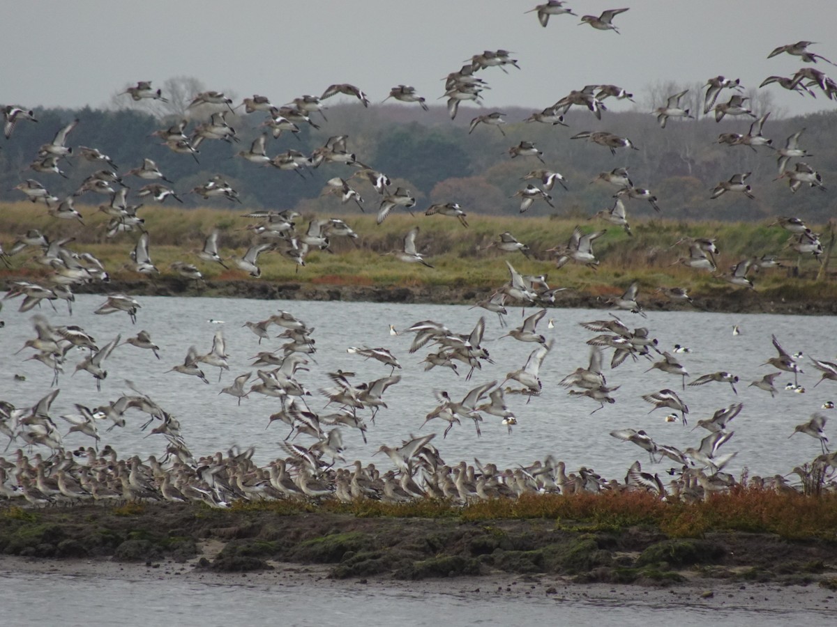 Black-tailed Godwit - ML644983514
