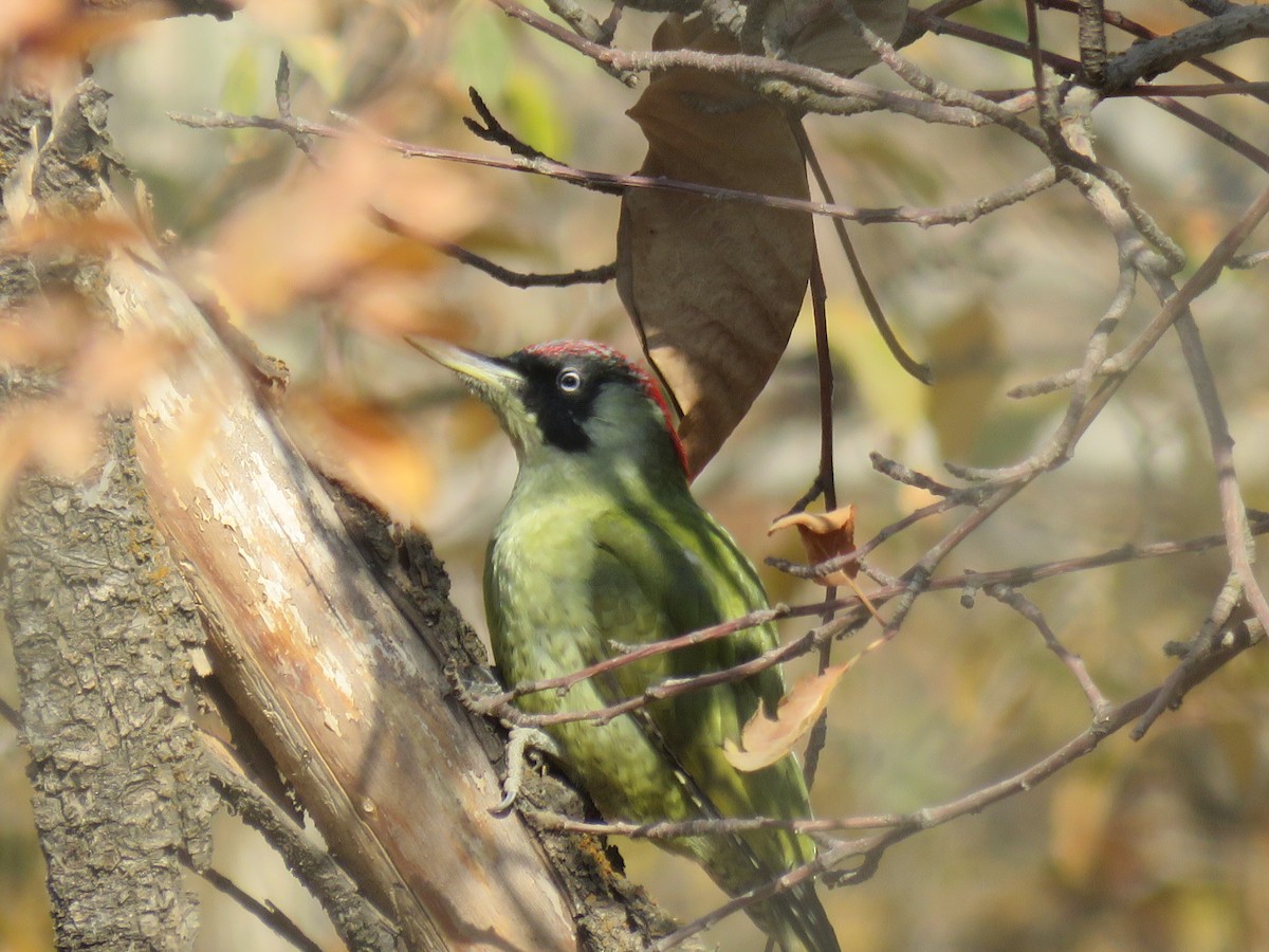 Eurasian Green Woodpecker - ML644983515