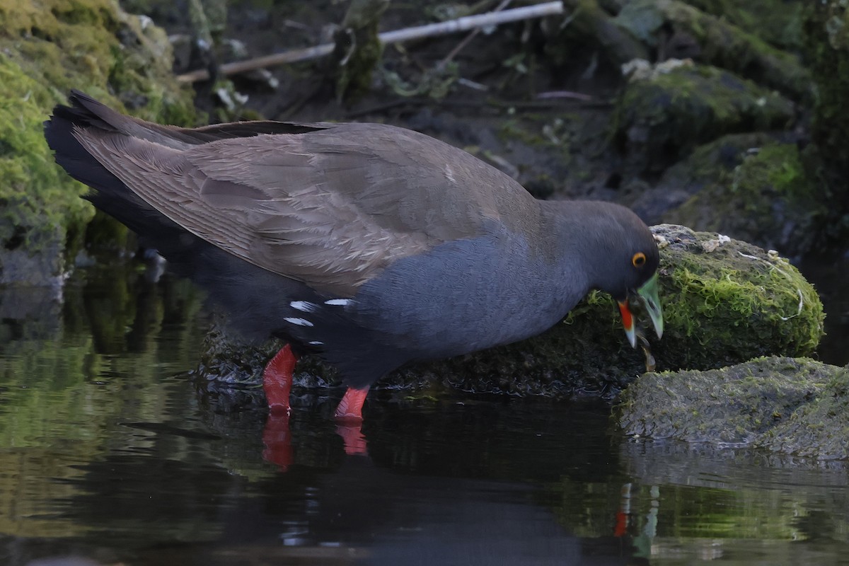 Black-tailed Nativehen - ML644983516