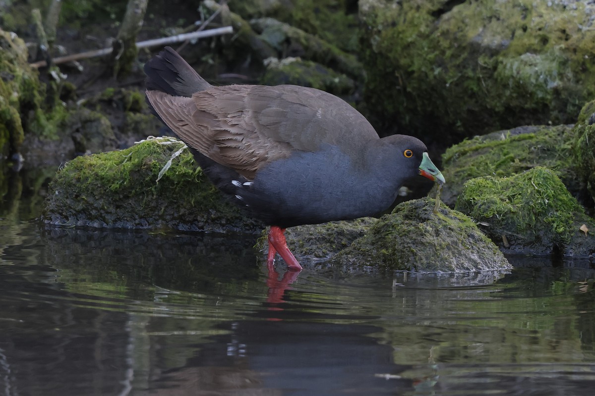 Black-tailed Nativehen - ML644983517