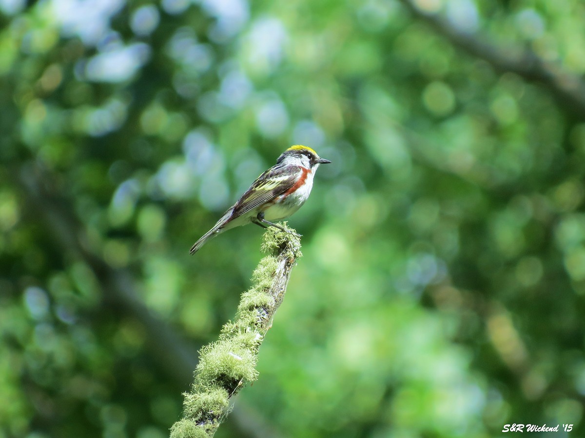 ワキチャアメリカムシクイ - ML644983521