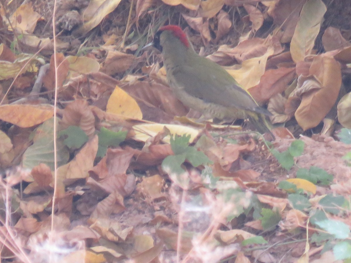 Eurasian Green Woodpecker - ML644983524