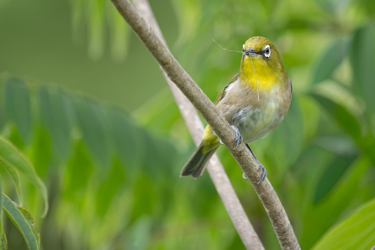Warbling White-eye - ML644983557
