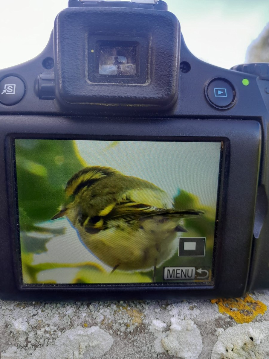 Pallas's Leaf Warbler - ML644983558