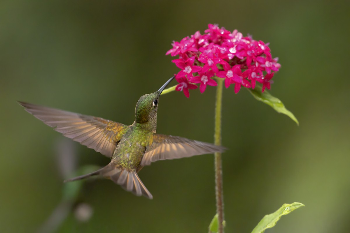 チャムネテリハチドリ - ML644983560