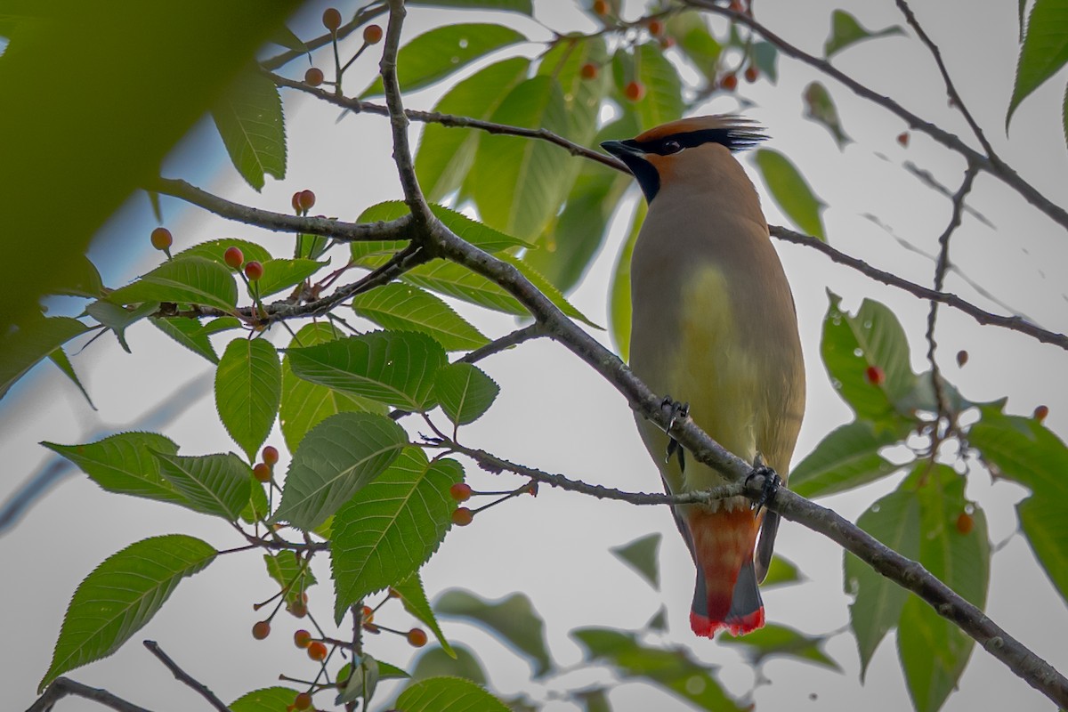 Japanese Waxwing - ML644983566