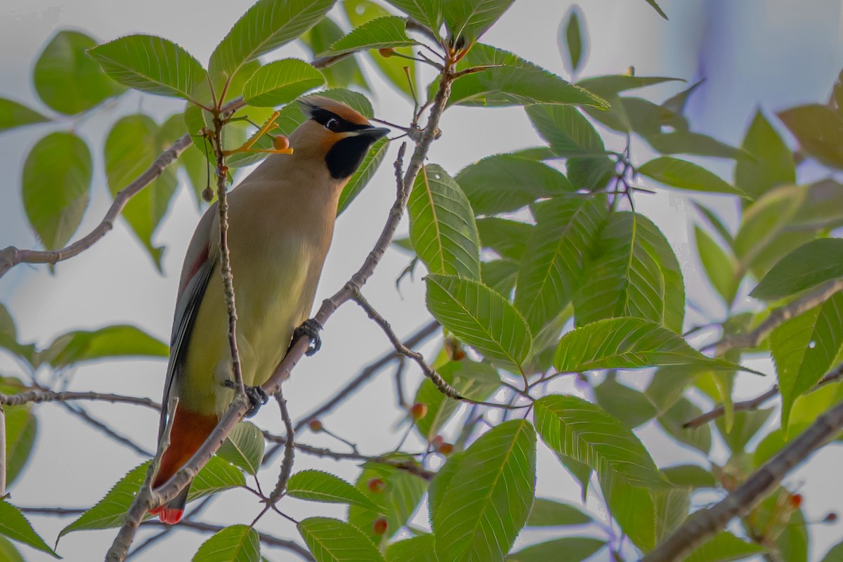 Japanese Waxwing - ML644983567