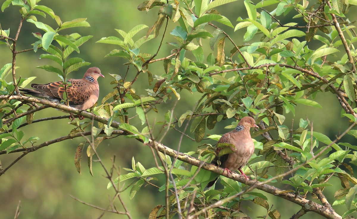Oriental Turtle-Dove - ML644983585