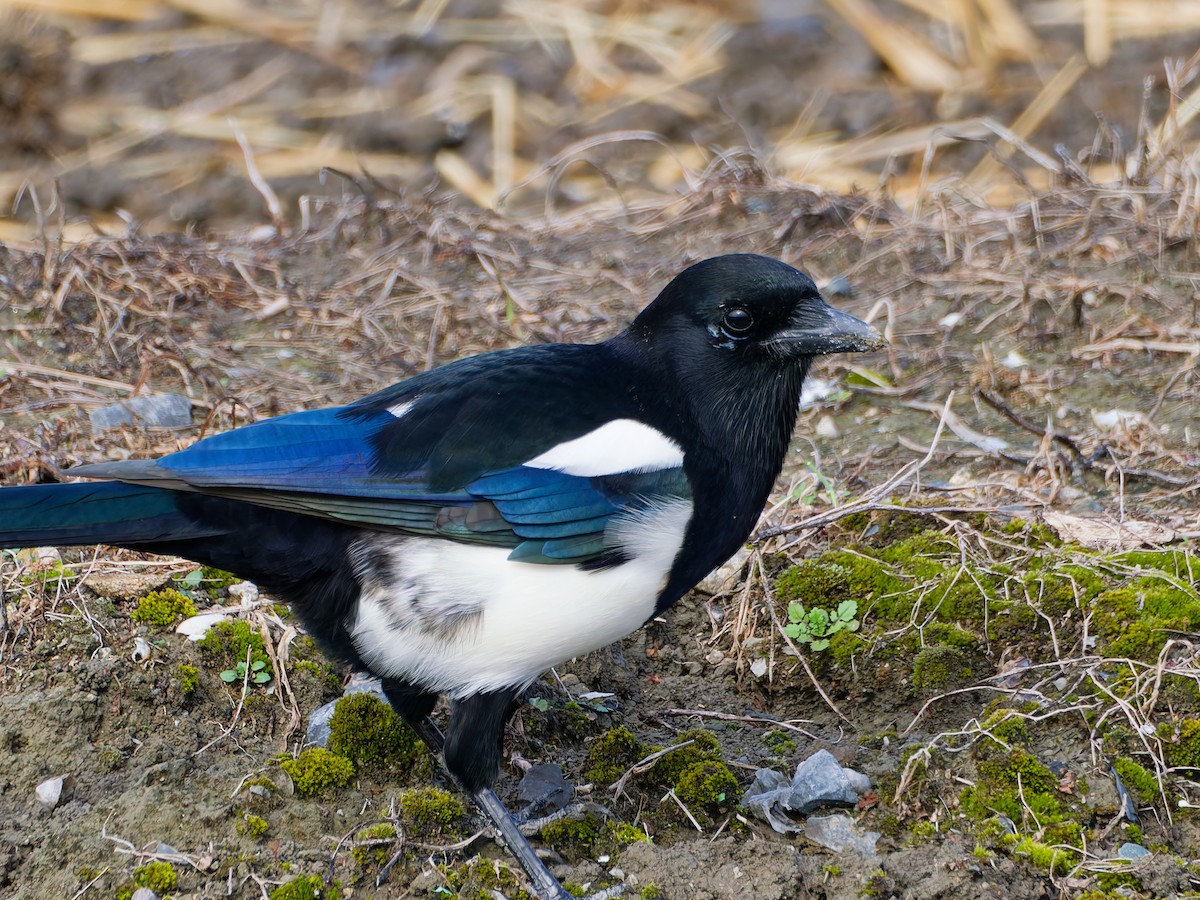 straka čínská - ML644983593