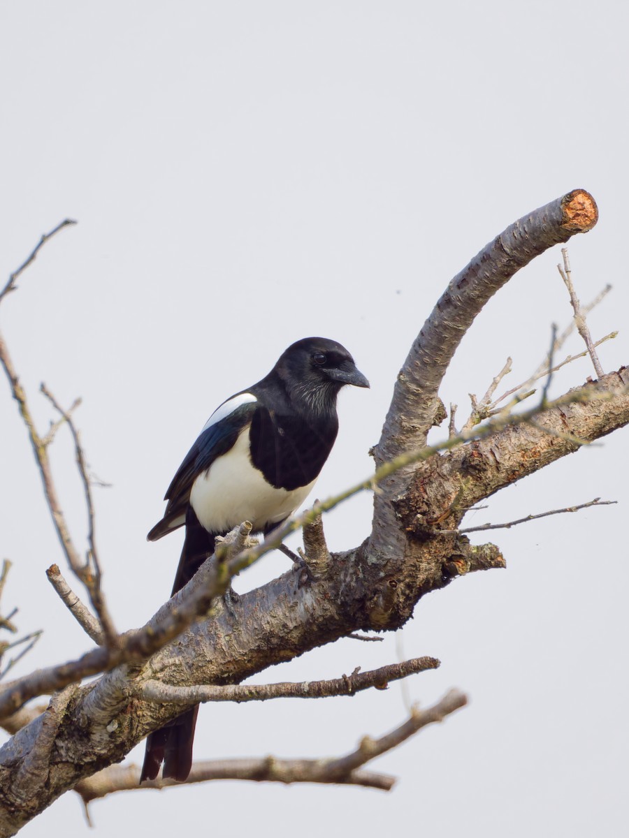 straka čínská - ML644983596