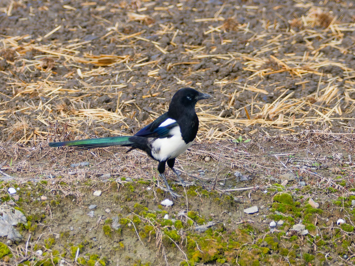 straka čínská - ML644983597