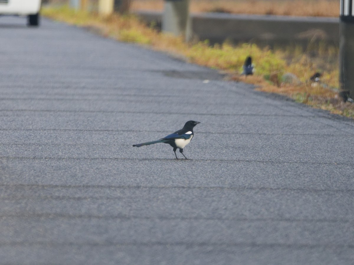 straka čínská - ML644983598