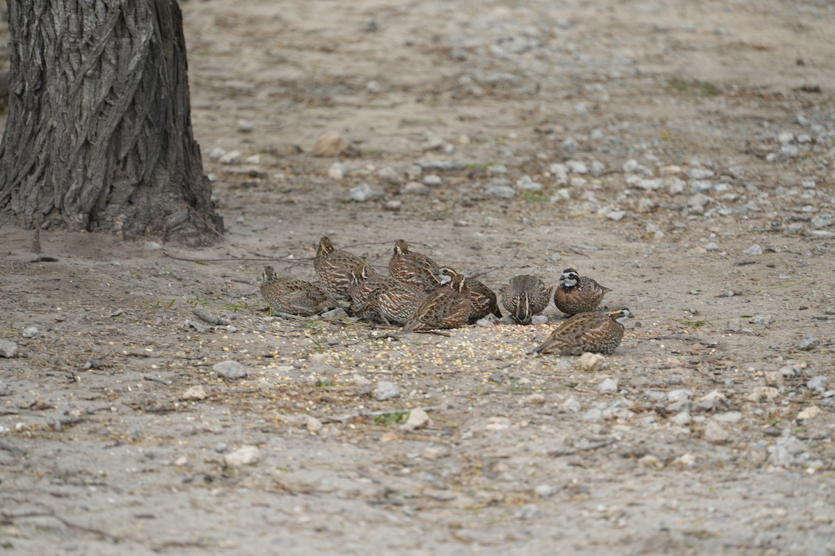 Northern Bobwhite - ML644983607