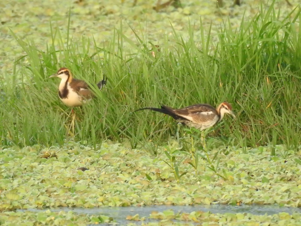 Фазанохвостая якана - ML644983613