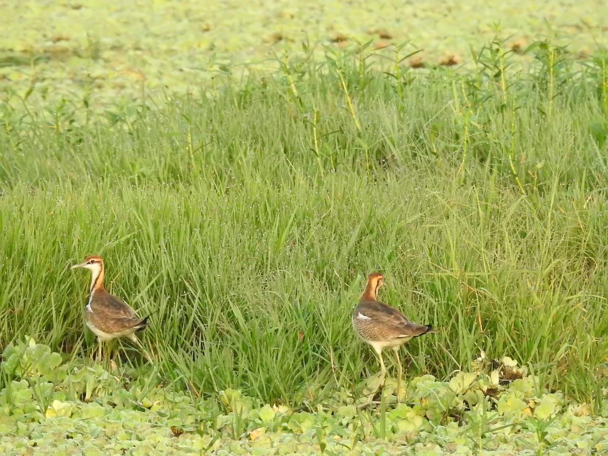 Фазанохвостая якана - ML644983615