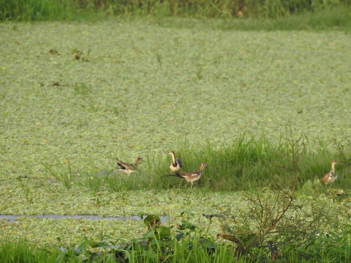 Фазанохвостая якана - ML644983619